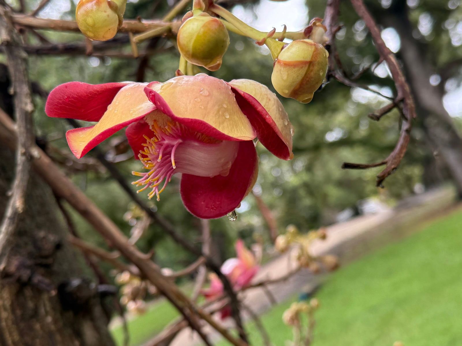 Flower in bloom, symbolizing Silfida's healing journey with fibroids and anxiety through acupuncture