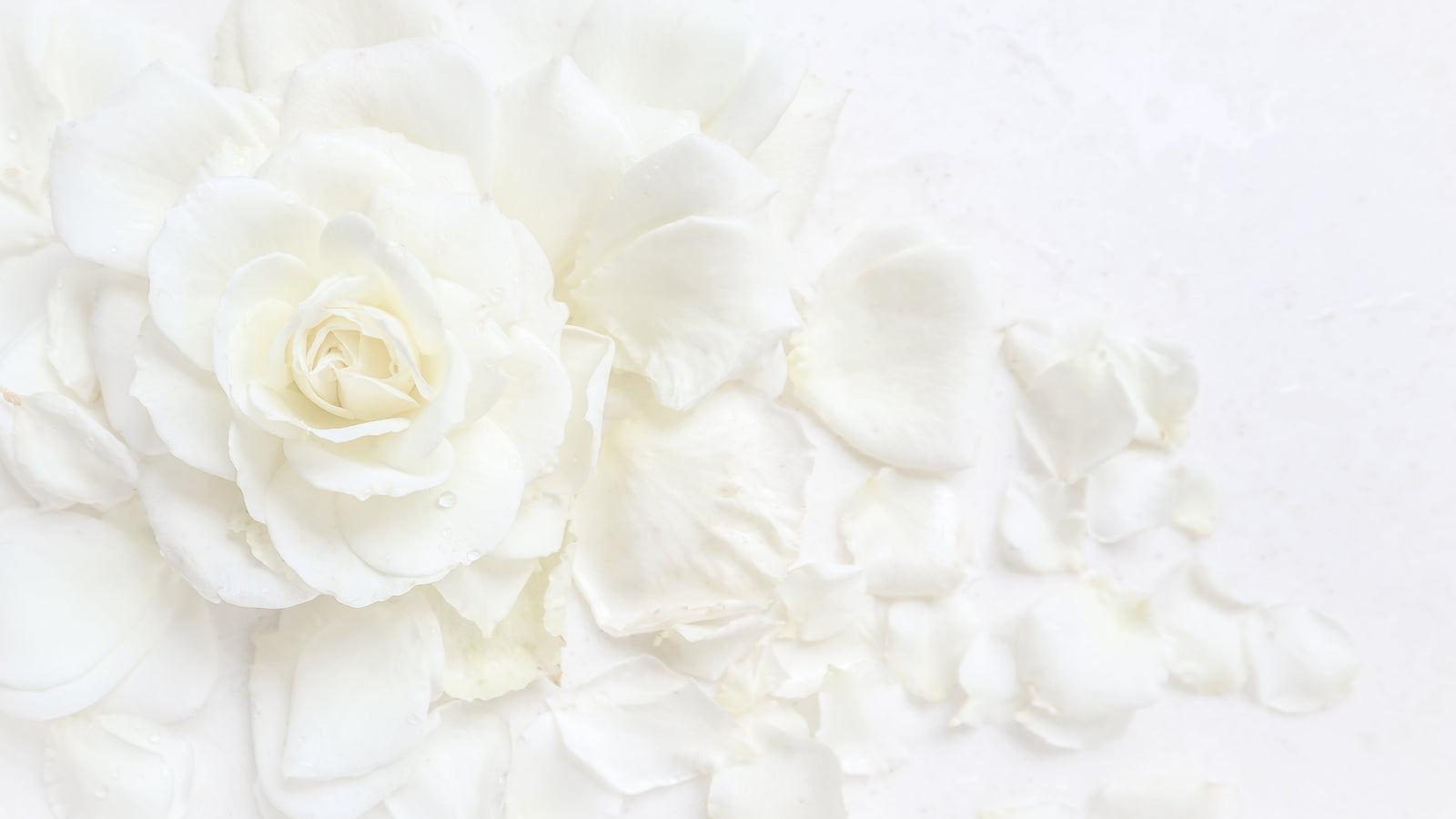 Soft white roses, an image of gentleness and devotion