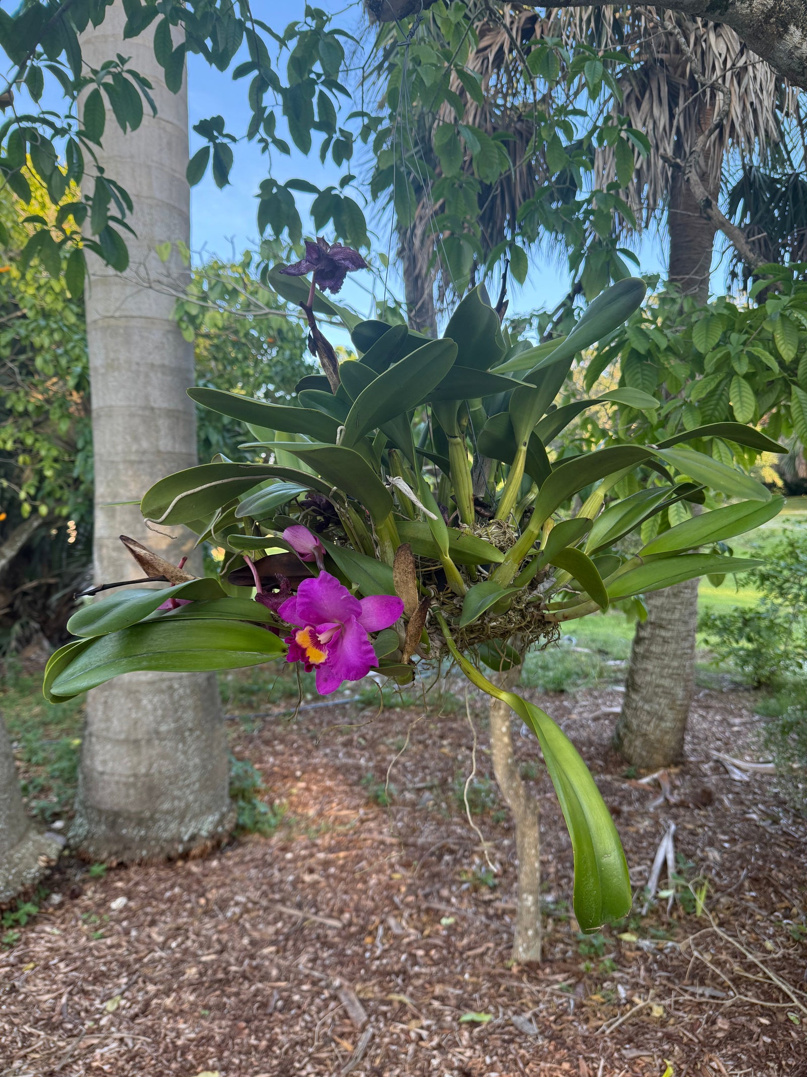 Orchid in bloom, symbolizing Montana's healing journey with Graves Disease through acupuncture and herbal medicine