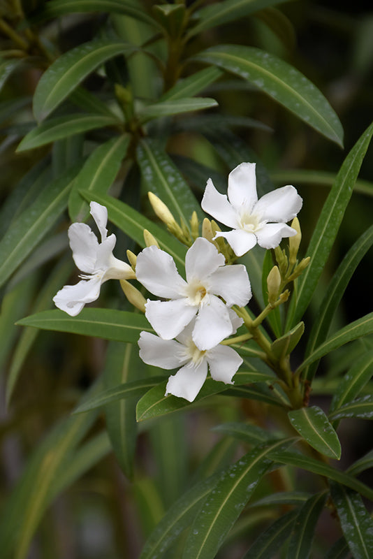 Flower in bloom, symbolizing Tara's healing journey through grief and loss