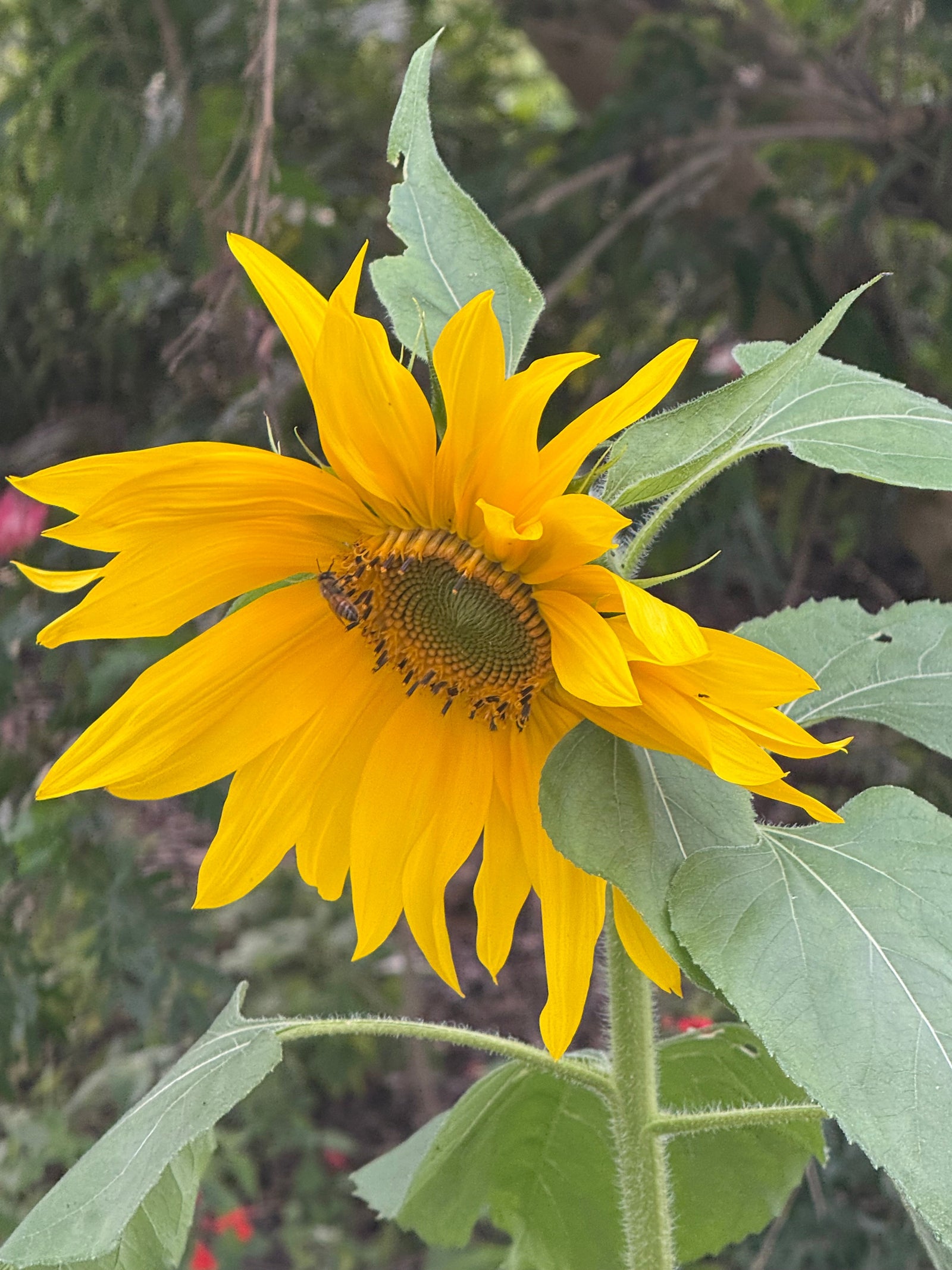 Flower in bloom, symbolizing Linda's healing journey with back pain and grief through acupuncture