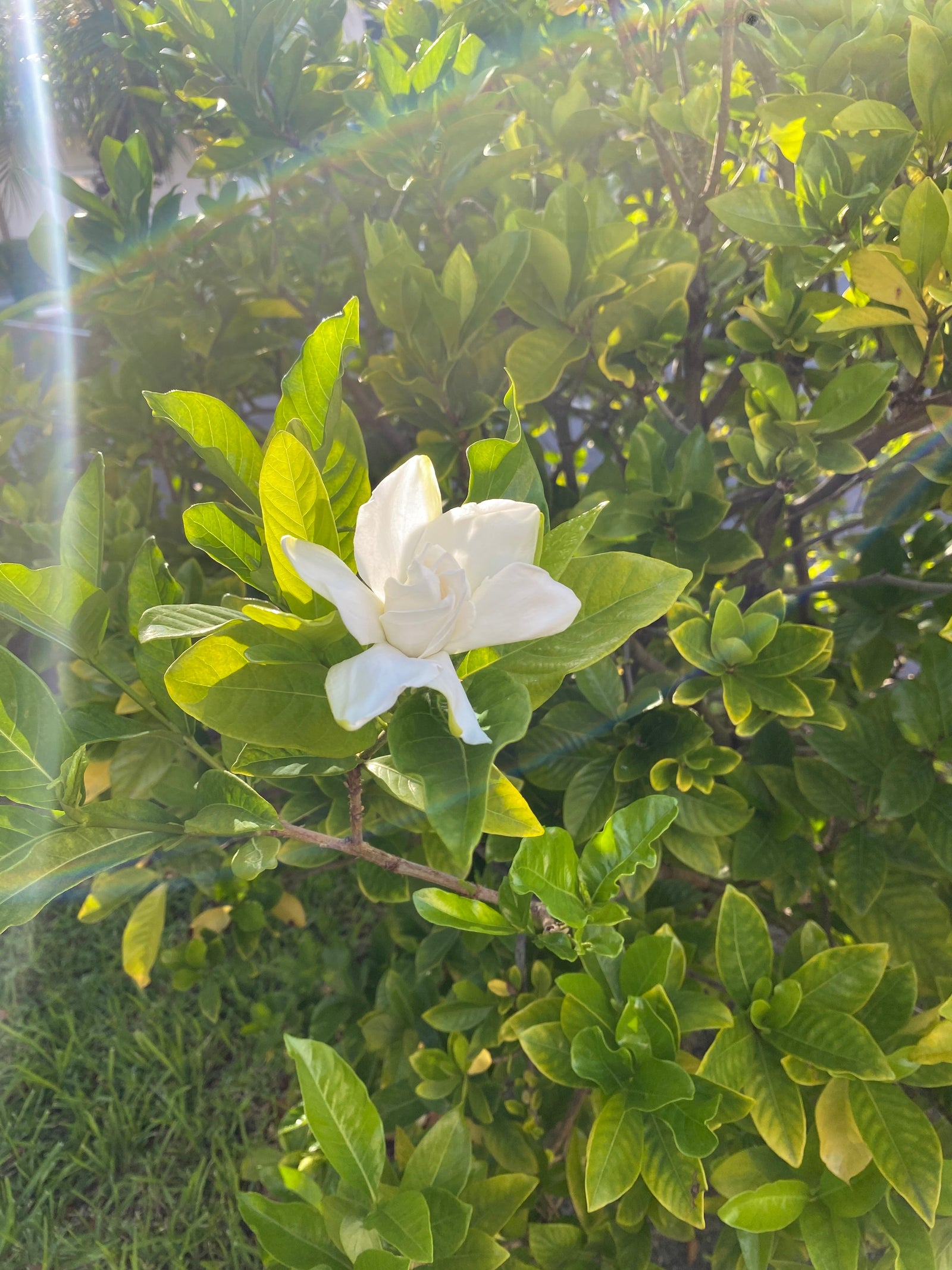 A white gardenia in bloom, held by green leaves with light streaming across the frame